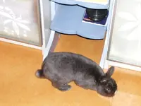 Hase 027.webp