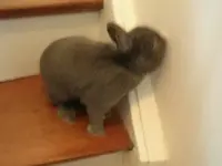 Hase 010.webp