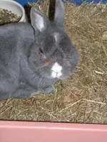 Hase 003.webp