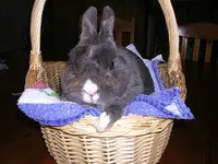 Hase 041.webp