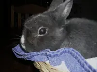 Hase 034.webp