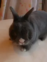 Hase Maikel 005.webp