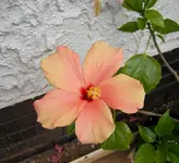 Garten Sommer 2008 Mutti 005.webp