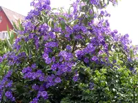 PICT0008.webp