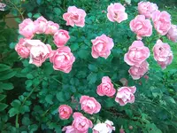 Bild000.webp