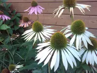 Bild001.webp