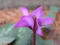 erste blüten.webp