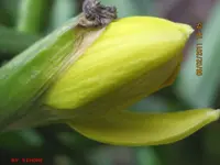 erste blüten1.webp