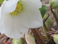 erste blüten3.webp