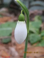 erste blüten4.webp