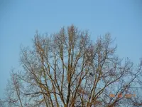 Himmelisch0004.webp