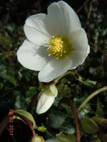 Christrose0003.webp