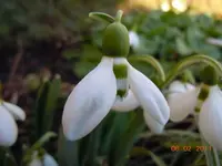 0018Schneeglöckchen.webp