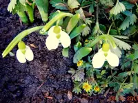0017Schneeglöckchen.webp