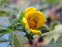 0031Fingerkraut.webp
