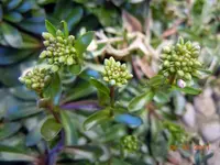 Seifenkraut093.webp