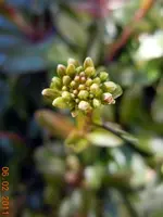 Seifenkraut094.webp