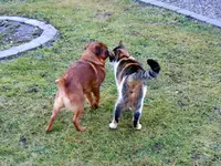 Tierisch053.webp