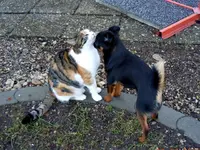 Tierisch055.webp