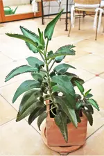 Brutblatt 40 cm.webp