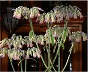 Blüten.webp