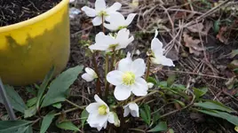 DSC04706.webp