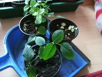 DSCF4901.webp