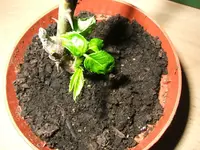 DSCF4903.webp