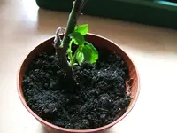 DSCF4904.webp