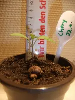 DSCF2386.webp