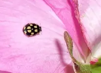 Cimg3562 asiat Marienkäfer Ausschnitt.webp