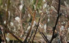 Sternmagnolie treibt.webp