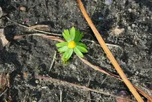 Winterling in der Sonne.webp