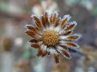 Blumen1040.webp