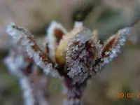 Blumen1042.webp