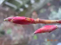 Knospen1082.webp