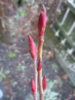 Knospen1083.webp