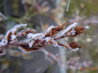 Knospen1085.webp