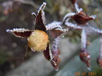 Knospen1087.webp