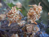 Samenstand1057.webp