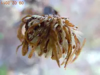 Samenstand1056.webp
