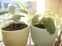 DSCF2394.webp