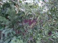 CIMG0005.webp