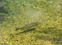 trouts (1).webp
