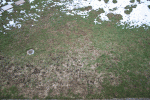 rassen_braune_flecken1.gif