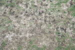 rassen_braune_flecken2.gif