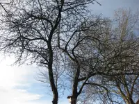 Apfelbaum.webp