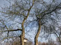 Apfelbaum (2).webp