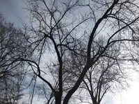 Pfirsichbaum.webp