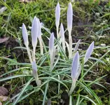Krokusse.webp
